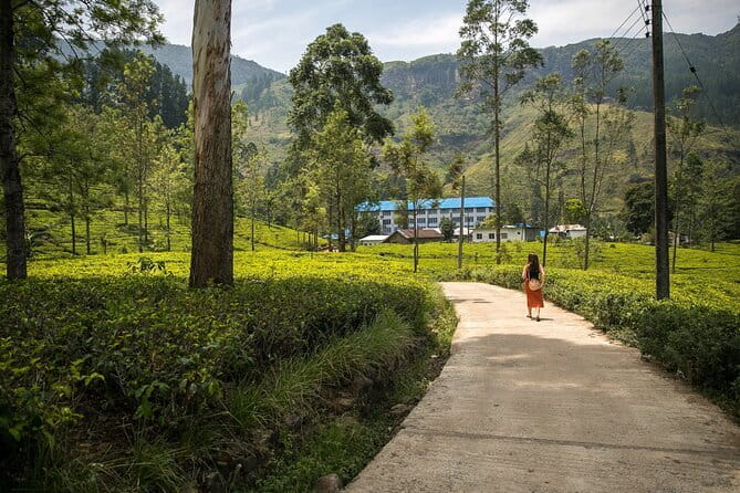 Nuwara Eliya Tours - A strawberry farm for a change of pace