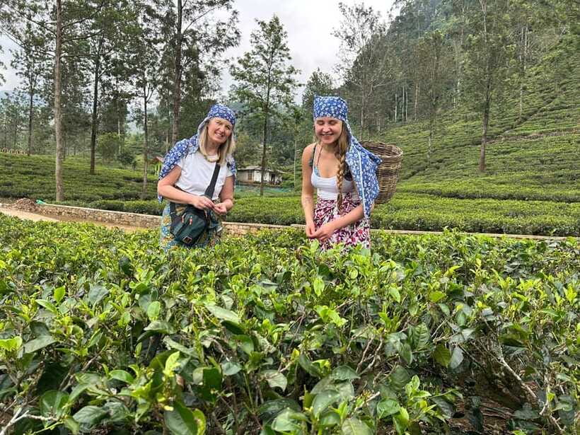 Nuwara Eliya Tuk-Tuk Tour Tea Picking,Tasting &Ramboda Falls - Labookelie or Damro: clarify the tea stop before you go