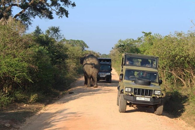 One Day Udawalawe Safari from Galle/Mirissa/Unawatuna/Hikkaduwa - Why Udawalawe works well as a day trip