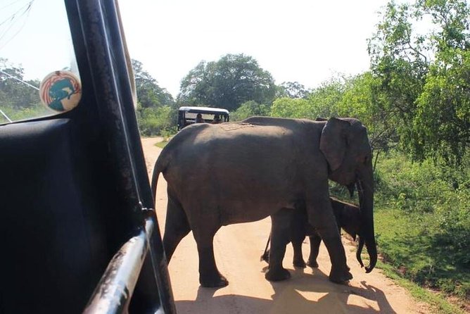 One Day Udawalawe Safari from Galle/Mirissa/Unawatuna/Hikkaduwa - What the private format changes