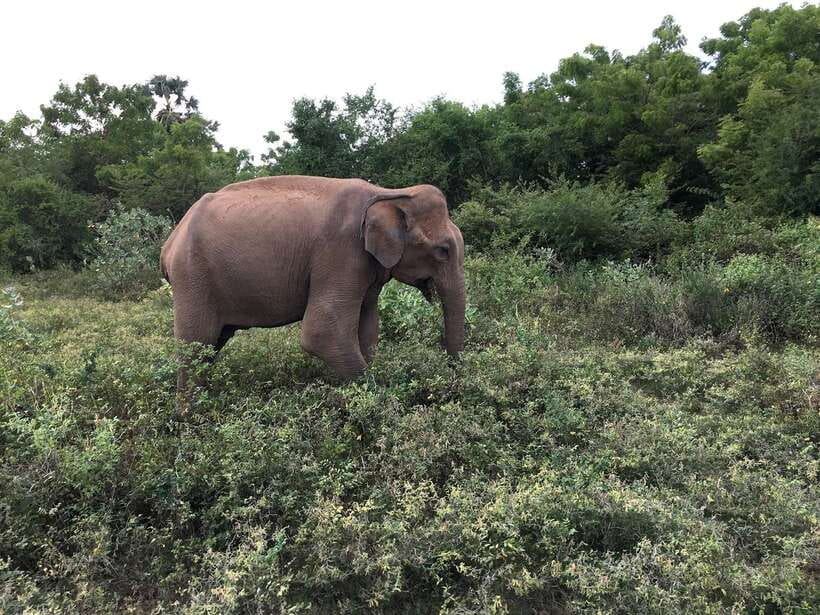 Overnight Treehouse Safari at Yala National Park - Who will get the most from this safari?