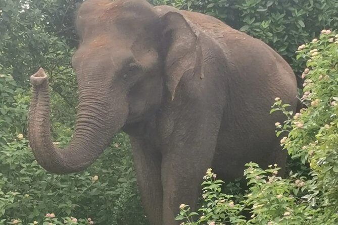Paradise Udawalawe Safari Tours - The real cost of the safari