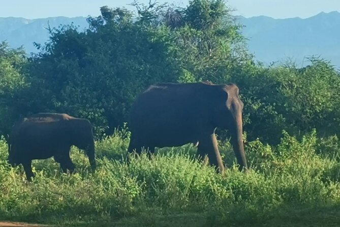 Paradise Udawalawe Safari Tours - Private format, small group comfort, and limits