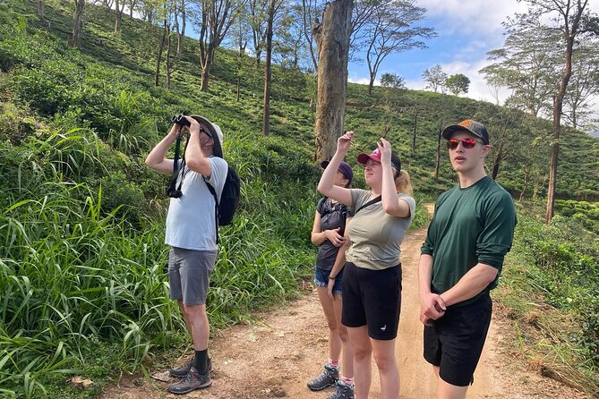 Pekoe Trail Stage 1- Scenic Trek from Hanthana to Galaha - Hanthana Mountain Range: the first step into tea country