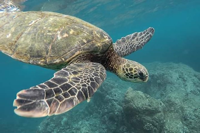 Pigeon Island Snorkeling – Swim with Sharks & Turtles - Key points to know before you book