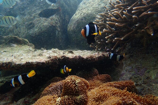 Pigeon Island Snorkeling Tour From Uppuveli Beach - A Three-Hour Island Visit With One Main Route