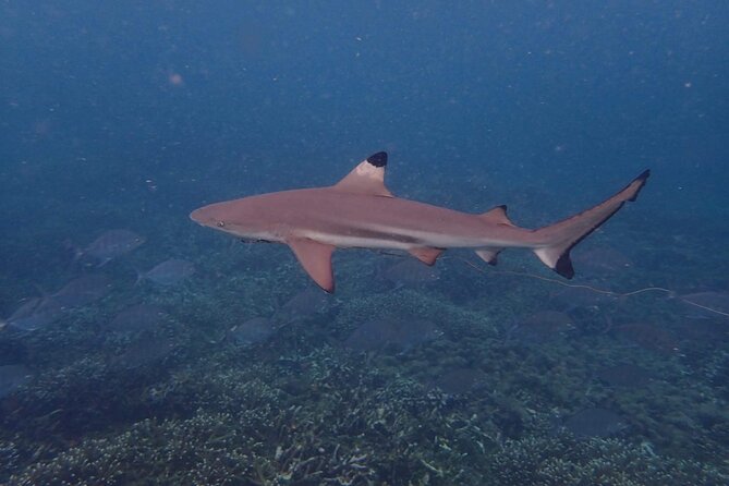 Pigeon Island Snorkeling Tour From Uppuveli Beach - Who Will Enjoy This Morning Trip Most