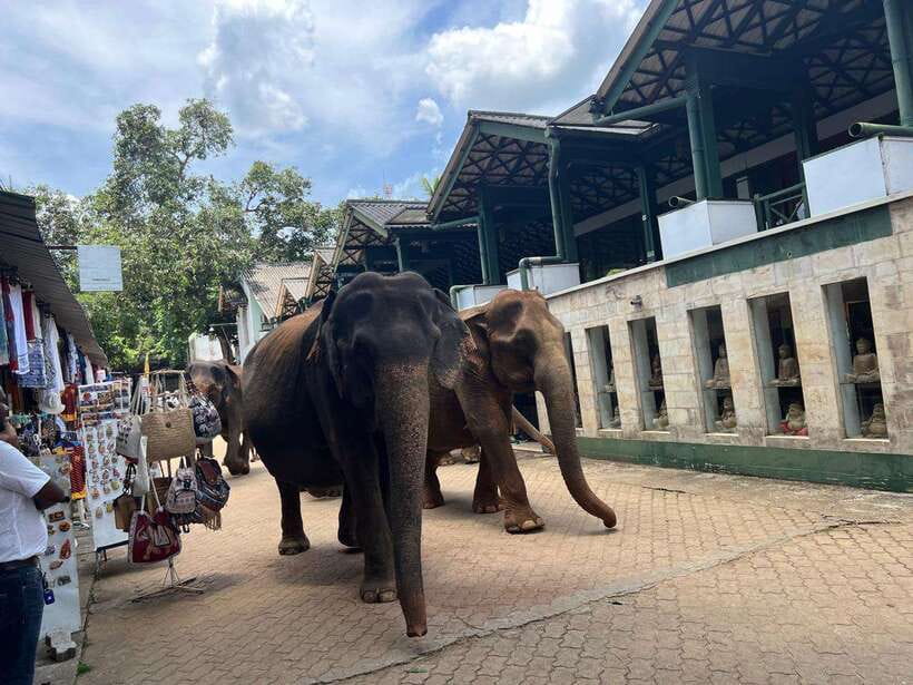 Pinnawala Day Tour from Kandy (Private tour ) - Key points at a glance