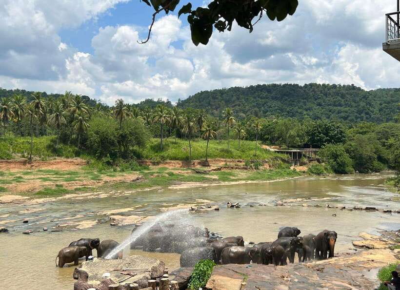 Pinnawala Day Tour from Kandy (Private tour ) - Pinnawala and the elephant question