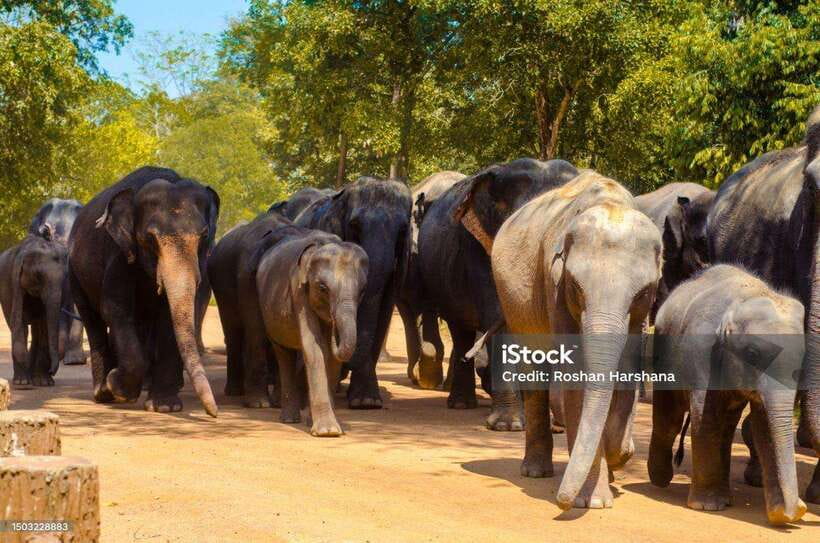 Pinnawala,Kandy Day Tour from Colombo/Negombo - What the $62 price really covers