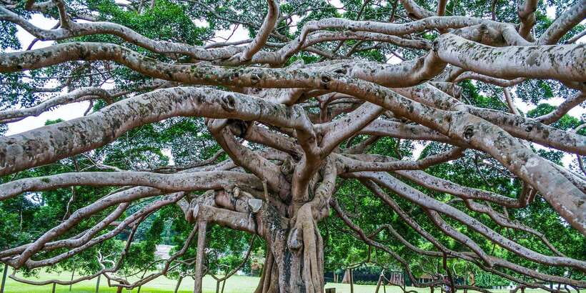 Pinnawala & Kandy Day Tour from Negombo - Spices and natural medicine