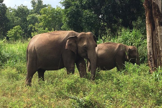 Polonnaruwa Day Tour with Lunch by Mahaweli - The $46 price and what you still pay