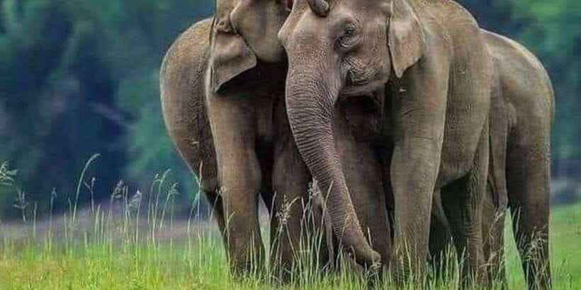 Polonnaruwa Day Tour With Minneriya NP Elephant Safari - Who will enjoy this day most?
