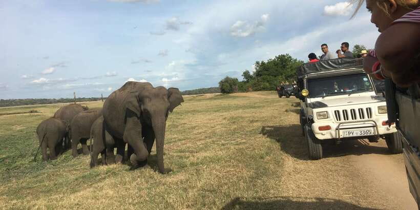 Polonnaruwa Sight Seeing Tour and Minneriya Elephant Safari - Key points to know before booking