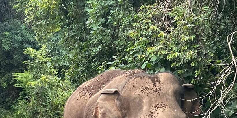 Polonnaruwa Sight Seeing Tour and Minneriya Elephant Safari - Two big Sri Lankan sights in one day