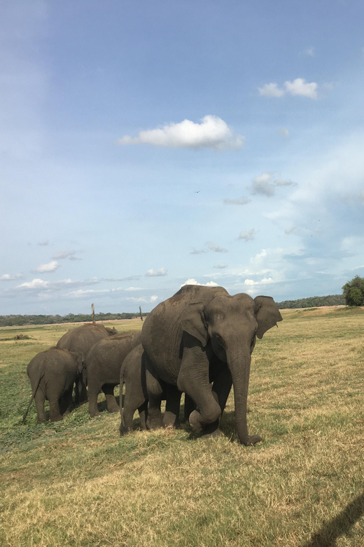 Polonnaruwa Sight Seeing Tour and Minneriya Elephant Safari - Price, duration, and what you really receive
