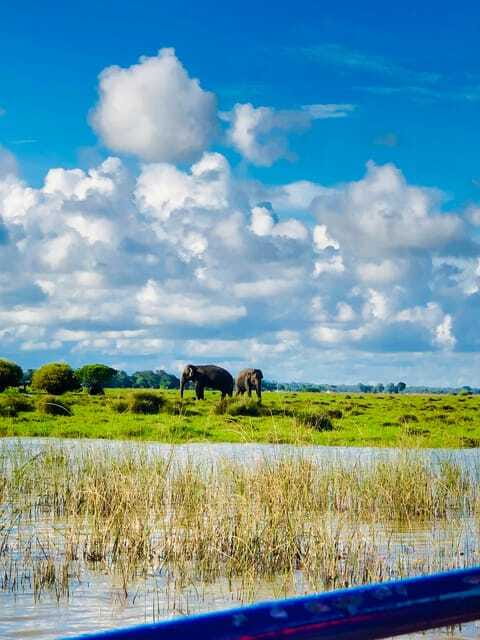 Pottuvil Lagoon Eco Tour : Mangrove Adventure in Arugam Bay - Who will enjoy this Pottuvil Lagoon safari?