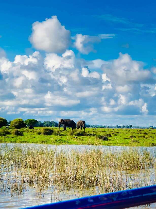 Pottuvil Lagoon Eco Tour : Mangrove Adventure in Arugam Bay - Crocodiles, elephants, and the patience of wildlife watching