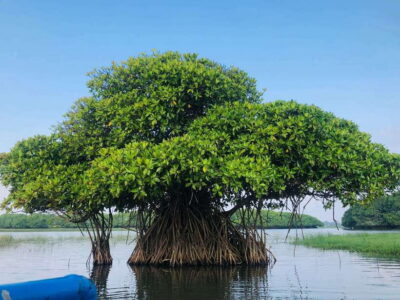 Pottuvil Lagoon Eco Tour : Mangrove Adventure in Arugam Bay