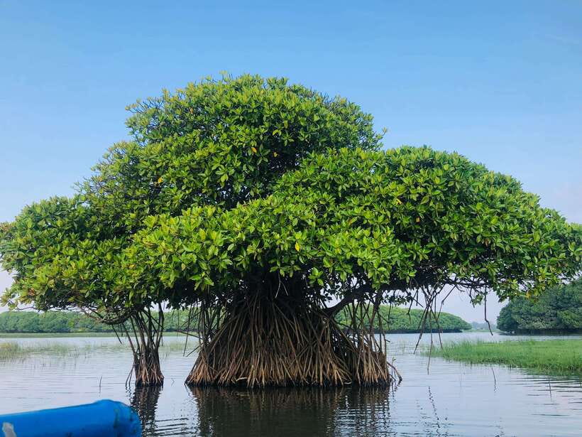 Pottuvil Lagoon Eco Tour : Mangrove Adventure in Arugam Bay - Two hours among Pottuvil’s mangroves
