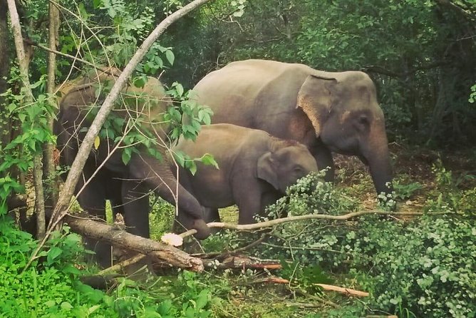 Private Dambulla Sigiriya Tour from Kandy with Lunch - Minneriya National Park and the elephant safari
