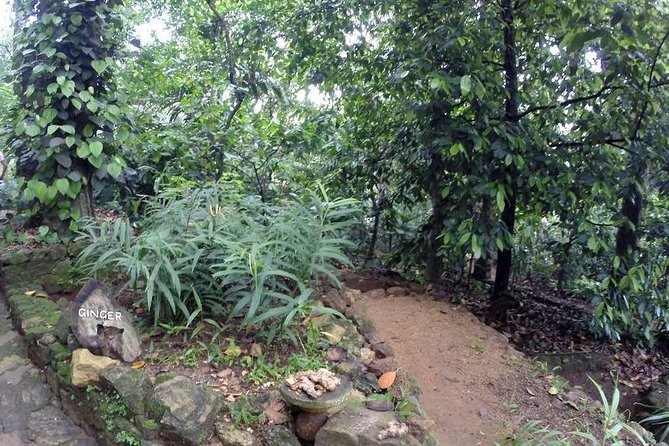 Private Dambulla Sigiriya Tour from Kandy with Lunch - The spice garden and the shopping question