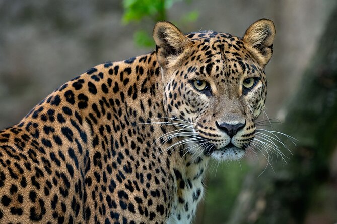 Private Day Tour: Yala National Park Safari Tour from Galle & Weligama - Key details at a glance