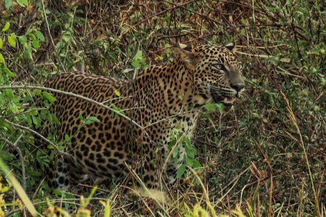 Private Day Tour: Yala National Park Safari Tour from Galle & Weligama - Why this Yala day trip is different