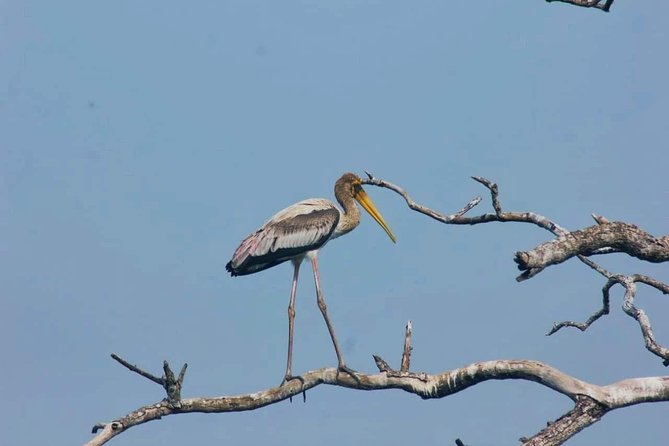 Private Day Tour: Yala National Park Safari Tour from Galle & Weligama - What the service appears to do well