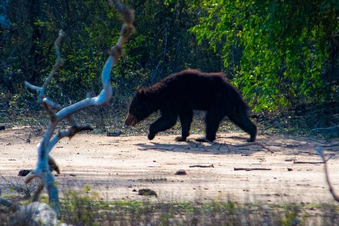 Private Day Tour: Yala National Park Safari Tour from Galle & Weligama - Who should book this private safari