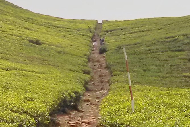 Private Day trip Kandy & pinnawala with your selected attractions - The Island Spice Grove: useful plants and a sales pitch