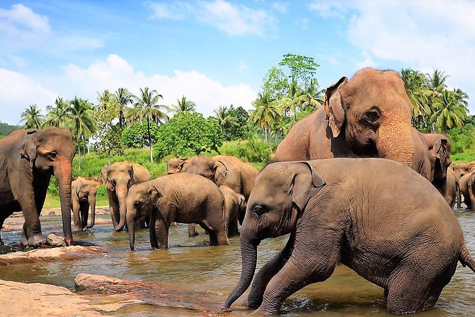 Private Day Trip to Sigiriya, cave and National park Safari Tour - Food, clothing, and simple ways to cope
