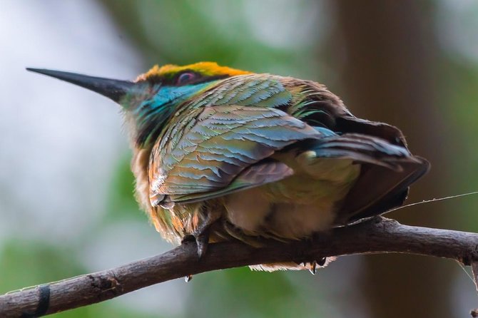 Private Day Trip to Yala National Park from Colombo - Four hours inside Yala National Park