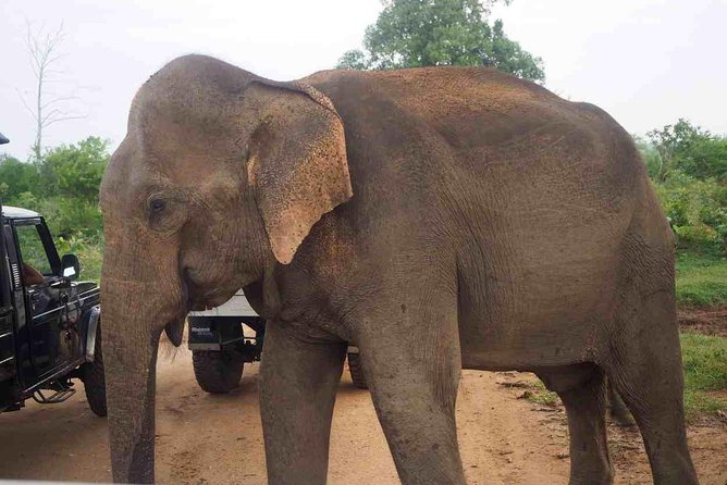 Private Day Trip to Yala National Park from Colombo - Private transport makes the distance easier