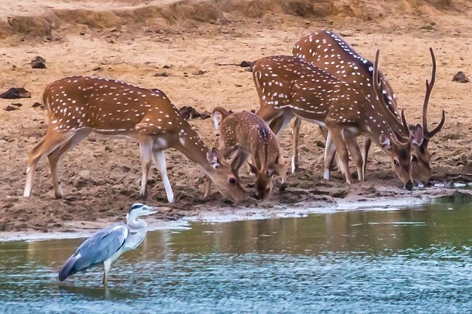 Private Day Trip to Yala National Park from Colombo - Who will get the most from this Yala trip