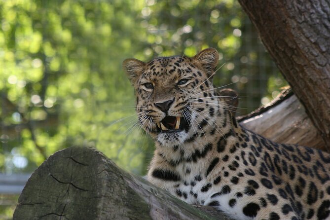 Private Day Trip to Yala National Park from Colombo - Galle Fort brings history before the safari