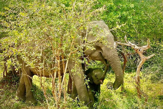 Private Full Day Udawalawe Safari Trip with Lunch - Who should book this excursion