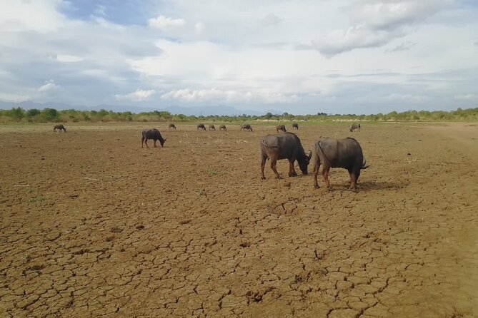 Private Half Day Safari in Udawalawe National Park - Who will enjoy this safari most?