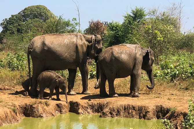 Private Half Day Safari in Udawalawe National Park - A private 4WD jeep changes the feel of the outing