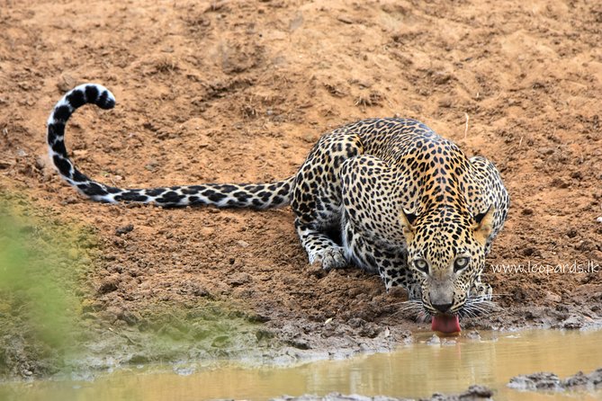 Private Half Day Safari Tour to Yala NP From Tangalle and Drop Back - Pickup areas from Hambantota to Tangalle