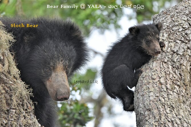 Private Half Day Safari Tour to Yala NP From Tangalle and Drop Back - Entering Yala National Park for the big three