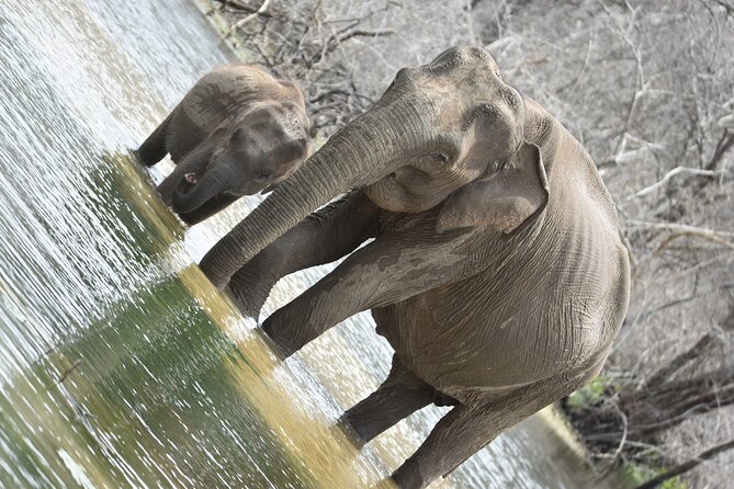 Private Half Day Safari Tour to Yala NP From Tangalle and Drop Back - Lunch from noon to 2 PM inside the park