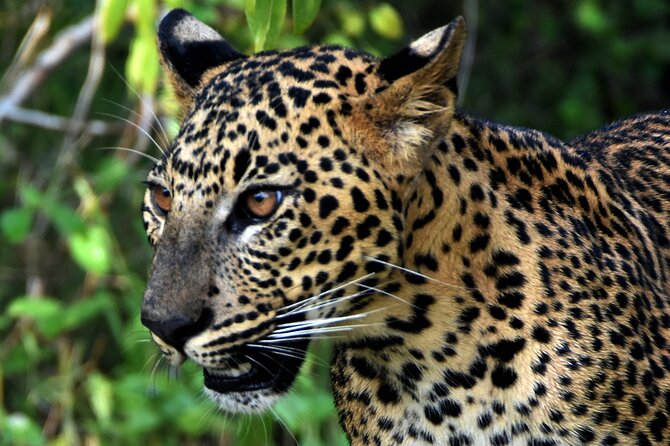 Private Half Day Safari Tour to Yala NP From Tangalle and Drop Back - Guide personality can shape the whole day