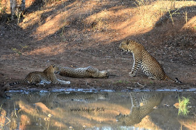 Private Half Day Safari Tour to Yala NP From Tangalle and Drop Back - Is $200 per person a fair price?