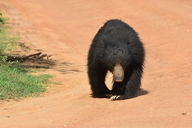 Private Half Day Safari Tour to Yala NP From Tangalle and Drop Back - Who will enjoy this safari most?