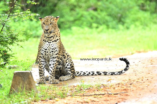 Private Half Day Safari Tour to Yala NP From Tangalle and Drop Back - The Toyota Hilux safari jeep
