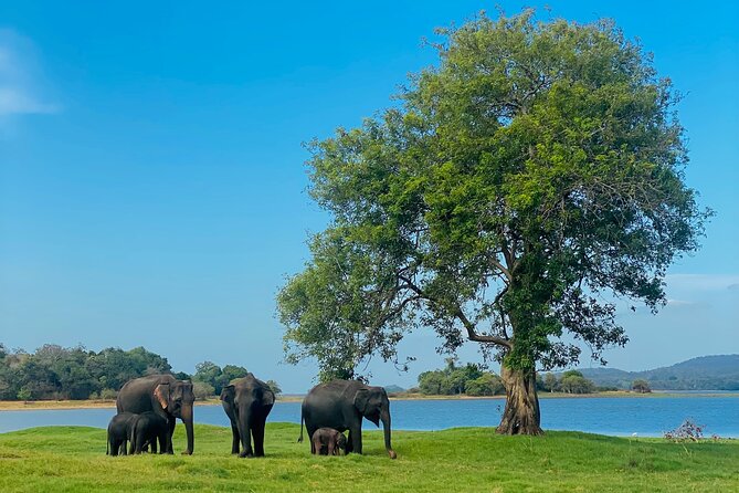 Private Jeep Safari at Minneriya and Kaudulla National Parks - What makes this safari worth considering