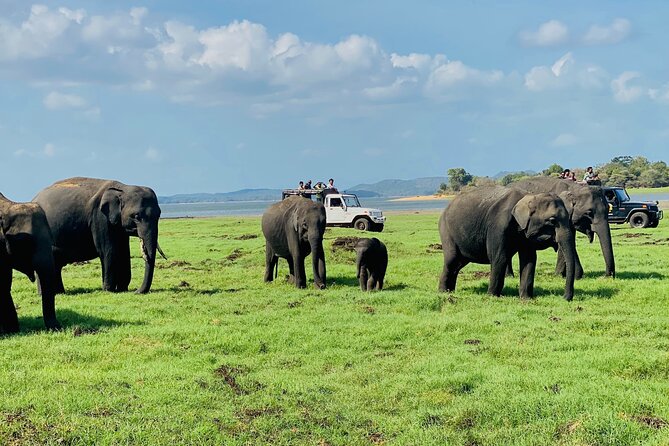 Private Jeep Safari at Minneriya and Kaudulla National Parks - What the four to five hours look like