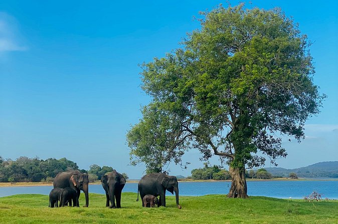Private Jeep Safari at Minneriya and Kaudulla National Parks - Why the private jeep matters