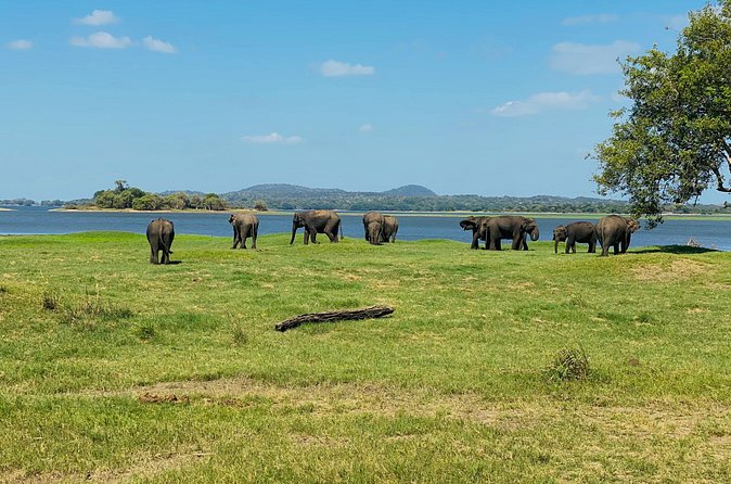 Private Jeep Safari at Minneriya and Kaudulla National Parks - The drivers make the difference